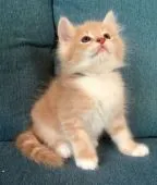 サイベリアン【和歌山県・男の子・2019年7月16日・クリームタビー&ホワイト】の写真1