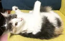 メインクーン【和歌山県・女の子・2020年5月1日・ダイリュートキャリコ】の写真2