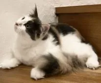 メインクーン【和歌山県・女の子・2020年5月1日・ダイリュートキャリコ】の写真3