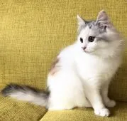 サイベリアン【和歌山県・女の子・2019年9月1日・キャリコ】の写真4