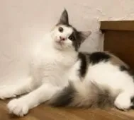 メインクーン【和歌山県・女の子・2020年5月1日・ダイリュートキャリコ】の写真5