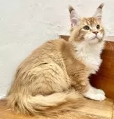 メインクーン【和歌山県・女の子・2025年9月19日・レッドティックドタビー&ホワイト】の写真10