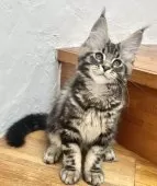 メインクーン【和歌山県・男の子・2025年3月27日・ブラッククラシックタビー】の写真11