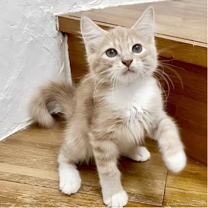 サイベリアン【和歌山県・男の子・2025年6月21日・クリームマッカレルタビー&amp;ホワイト】の写真1