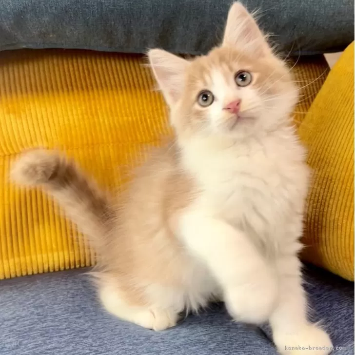 サイベリアン【和歌山県・男の子・2025年6月21日・クリームマッカレルタビー&amp;ホワイト】の写真1