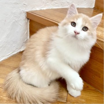 サイベリアン【和歌山県・女の子・2025年6月21日・クリームクラシックタビー&ホワイト（そろそろ冬毛が伸びてきました）】の写真「無邪気で懐っこく愛くるしい子💕」