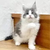 メインクーン