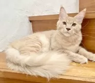 メインクーン【和歌山県・男の子・2025年2月24日・クリームマュカレルタビー】の写真5