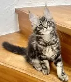 メインクーン【和歌山県・男の子・2025年3月27日・ブラッククラシックタビー】の写真6