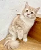 サイベリアン【和歌山県・男の子・2025年6月21日・クリームクラシックタビー&ホワイト】の写真8