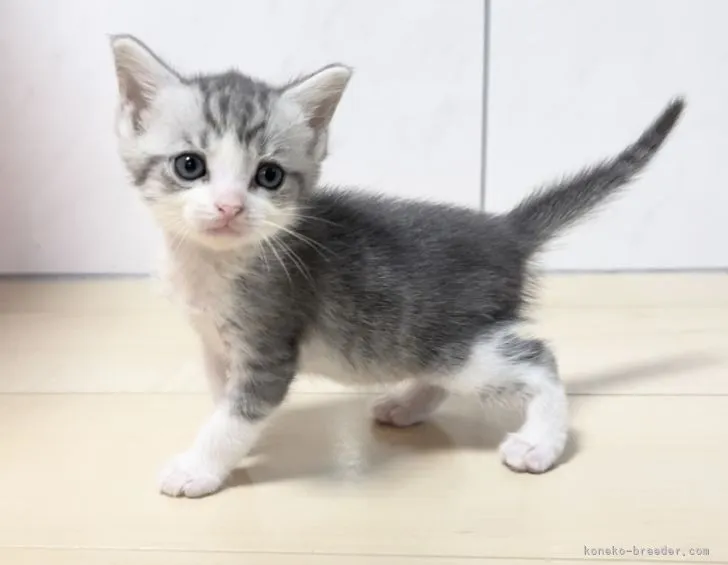 ID:2205-03310の子猫