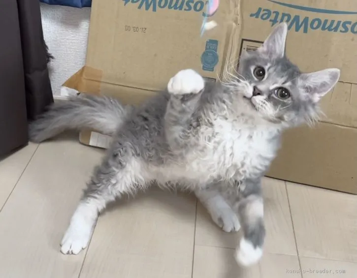 ID:2009-00658の子猫
