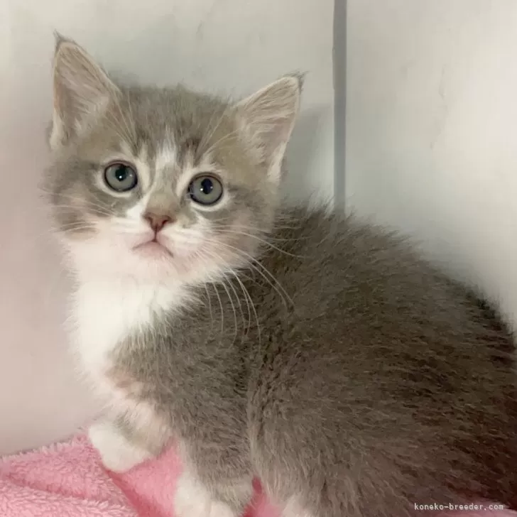 s.k 様のお迎えした子猫