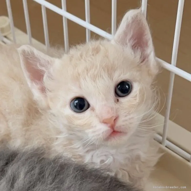 ID：2304-00724の子猫