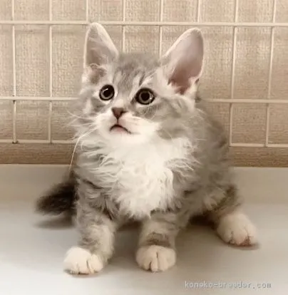 ID:2003-00106の子猫