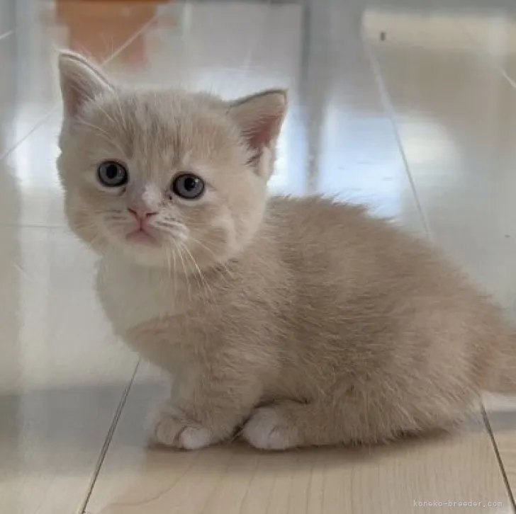 Y.H 様のお迎えした子猫