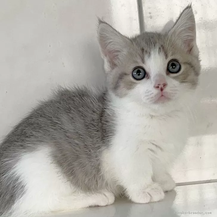 ID:2404-02249の子猫