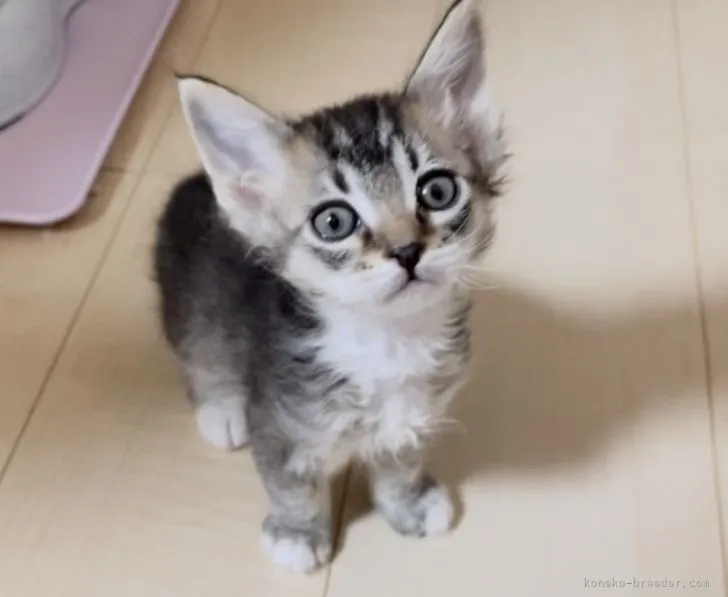 ID：2202-01107の子猫