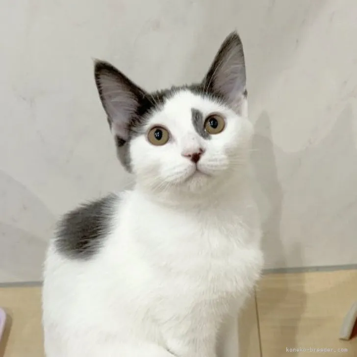 ID:2310-00536の子猫