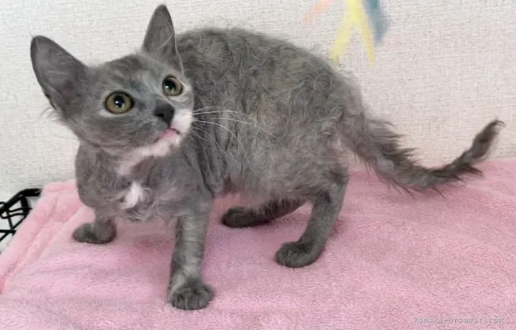 ID:2107-00894の子猫