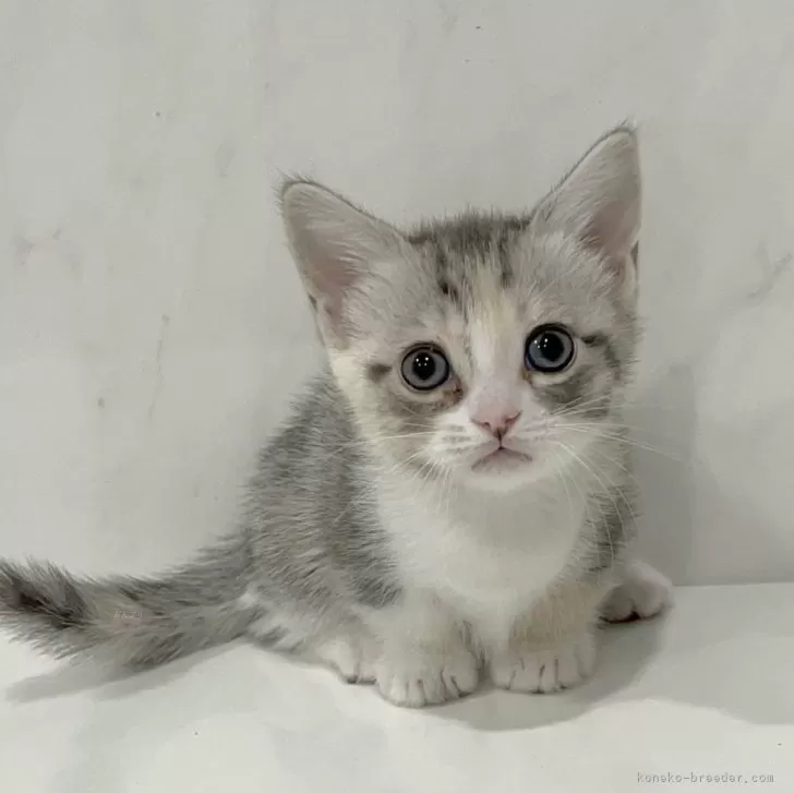 ID:2411-00875の子猫