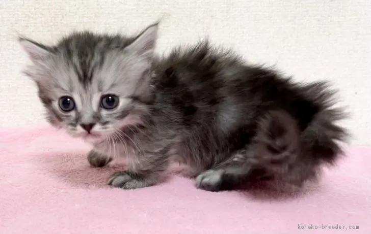 ID：2102-01316の子猫