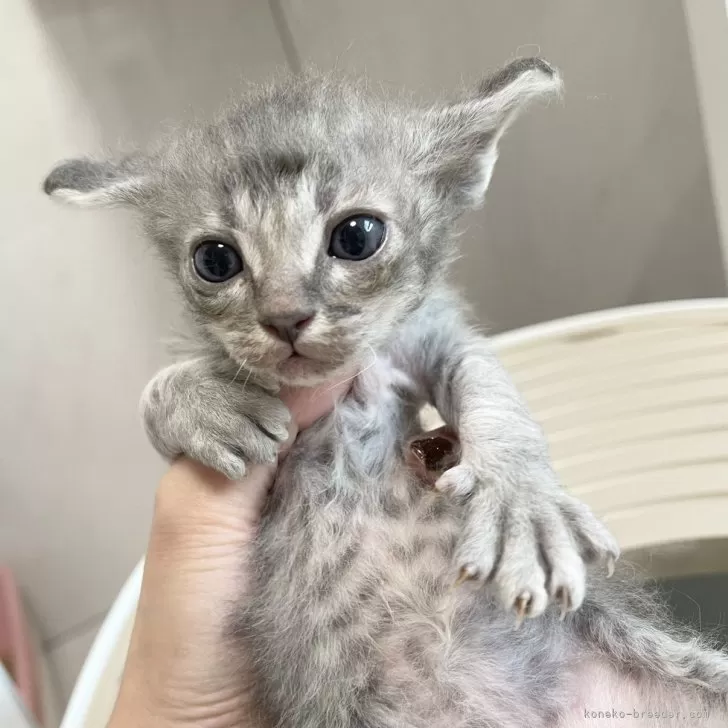 ID:2412-01179の子猫