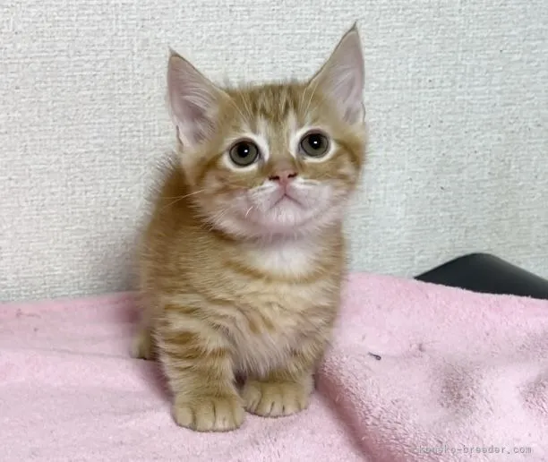 ID：2106-00589の子猫