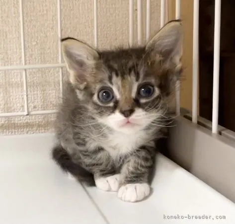 ID：2104-00375の子猫