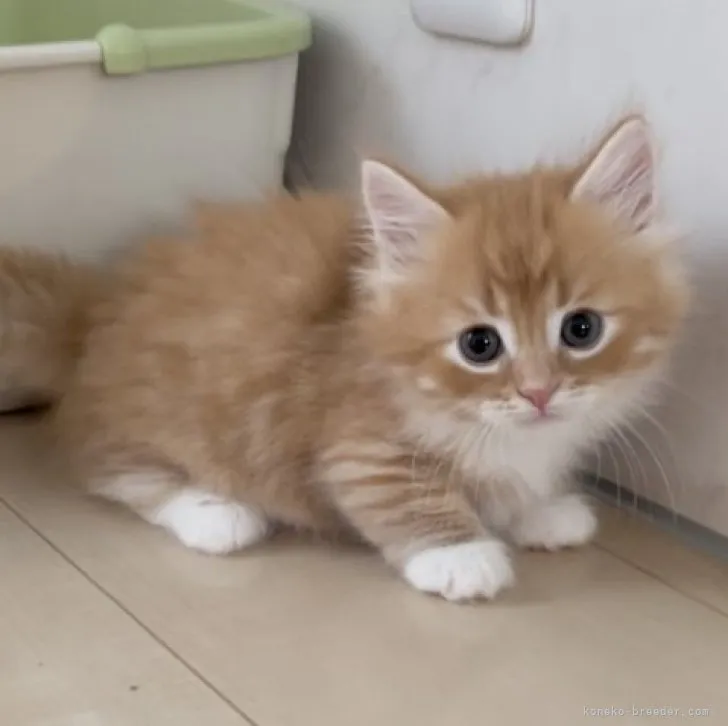 ID:2306-03020の子猫