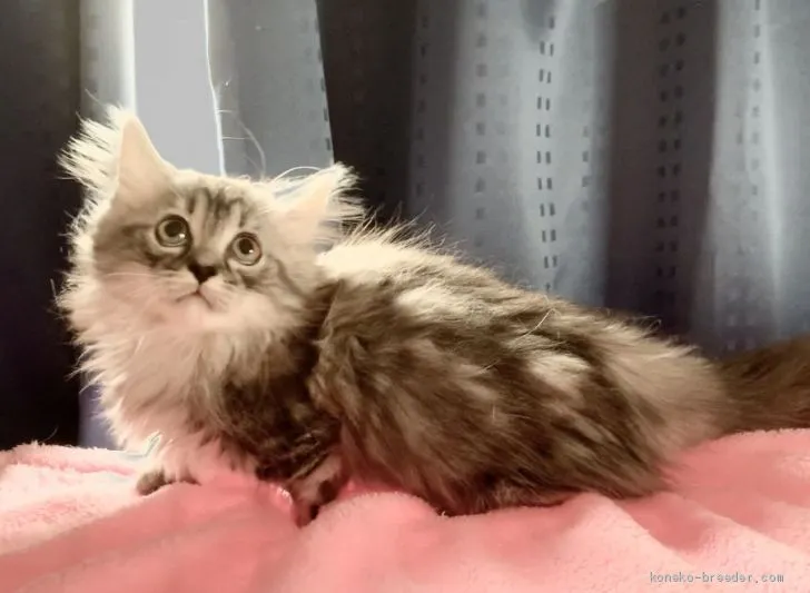 むぎとろ 様のお迎えした子猫