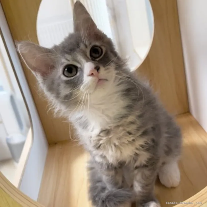 ID:2306-00188の子猫