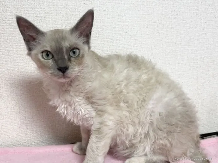 ID：2103-01115の子猫