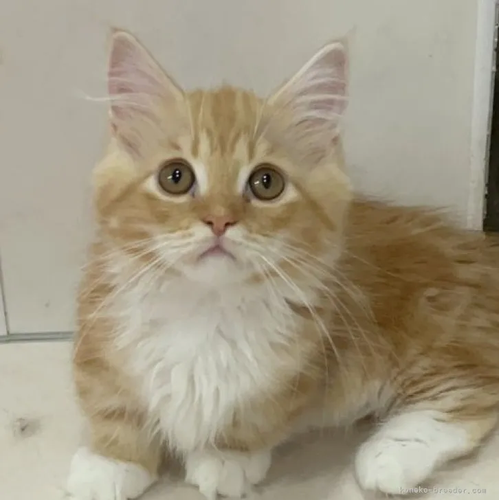 N.S 様のお迎えした子猫