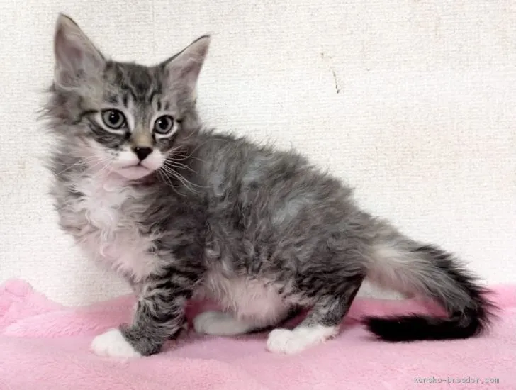 ID：2012-01788の子猫