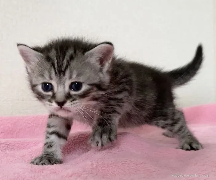 ID:2002-01026の子猫