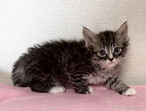 ID:2105-02550の子猫