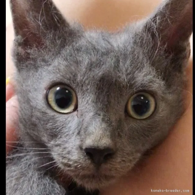 ID:1804-00980の子猫