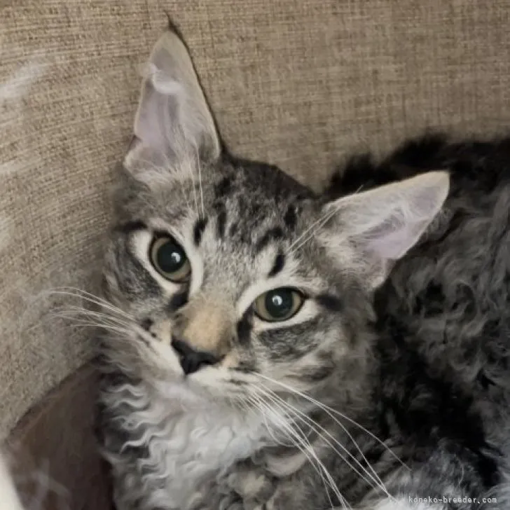 ID：2302-01125の子猫