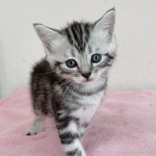 ID:2108-00057の子猫
