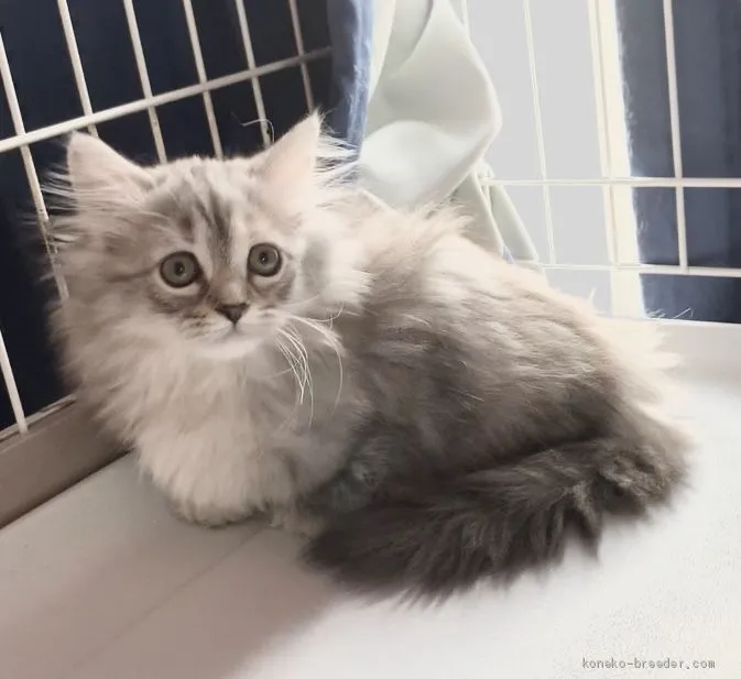 ID：2008-01127の子猫
