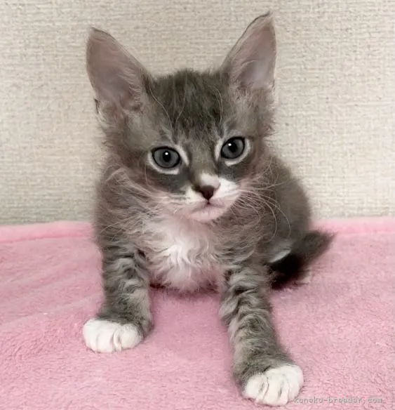 ID：2106-00095の子猫