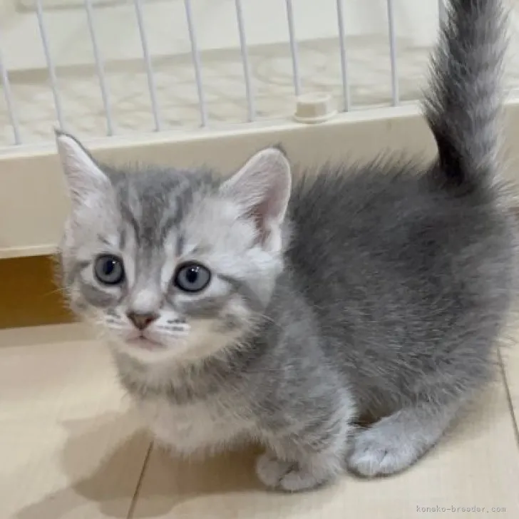 ID:2307-01828の子猫