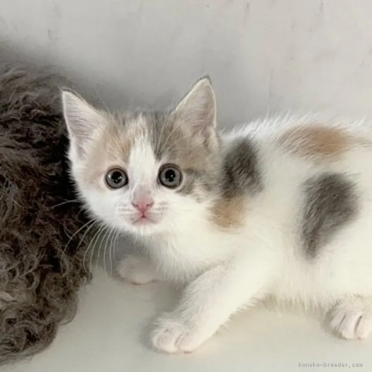 ID：2311-01597の子猫