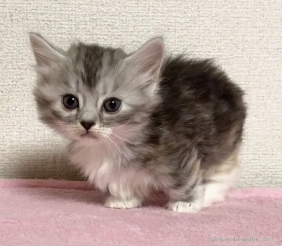 ID：2106-00122の子猫
