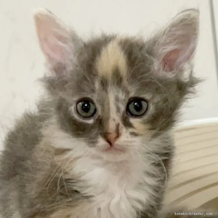 ID:2303-00947の子猫