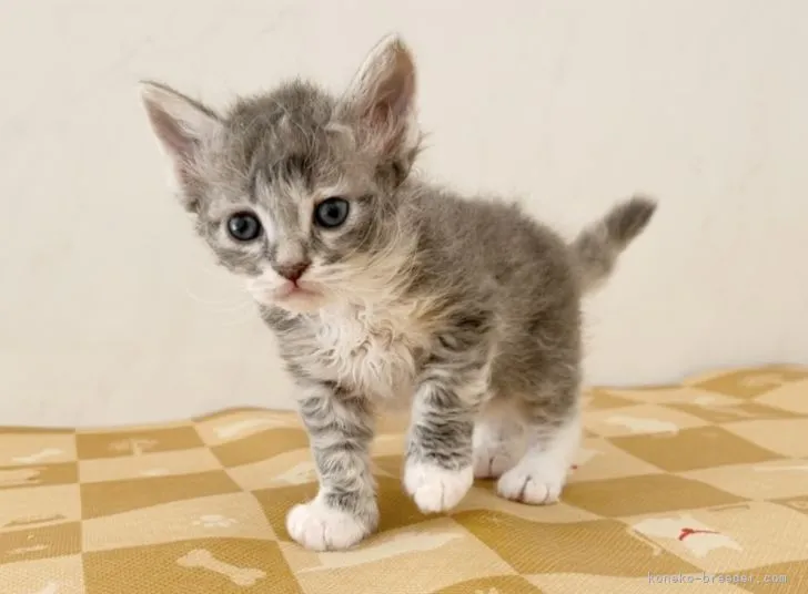 ID：2203-01898の子猫