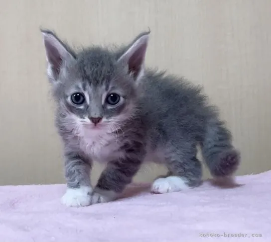 ID：2109-02118の子猫