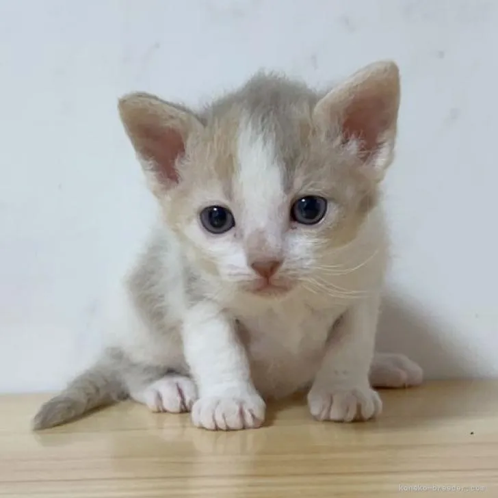 ID：2208-00352の子猫