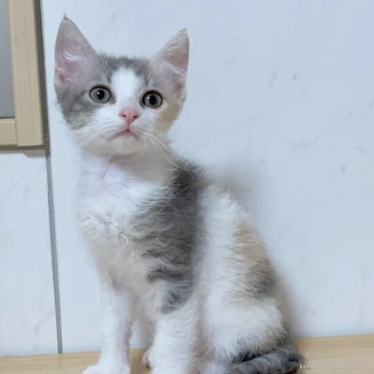 ID：2304-00503の子猫